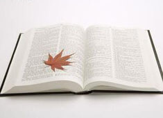 替补球员爆发，帮助球队抢夺关键胜利